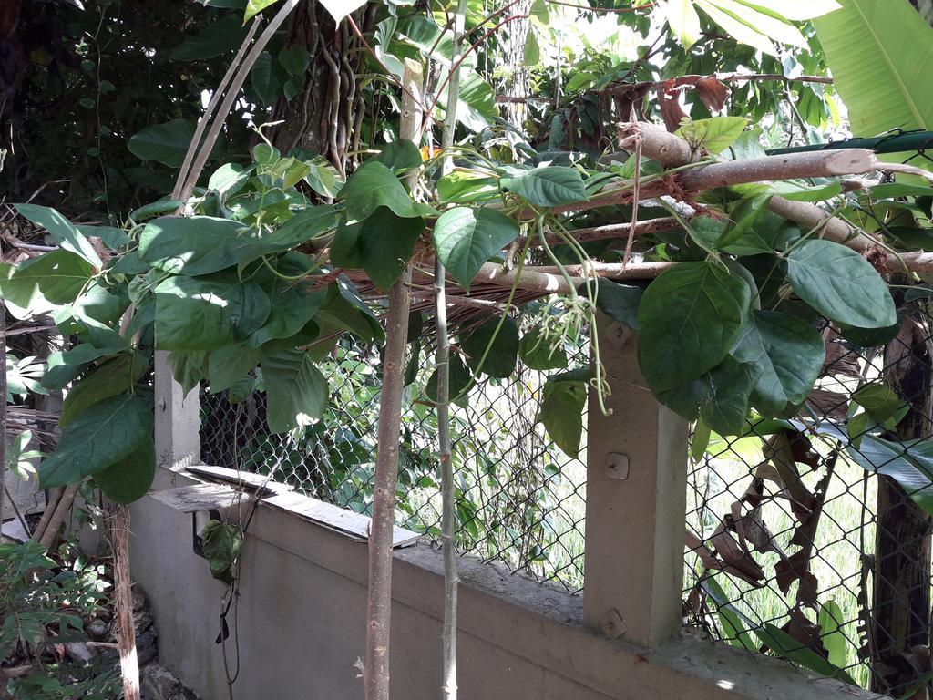 Arana Bungalow ガル エクステリア 写真